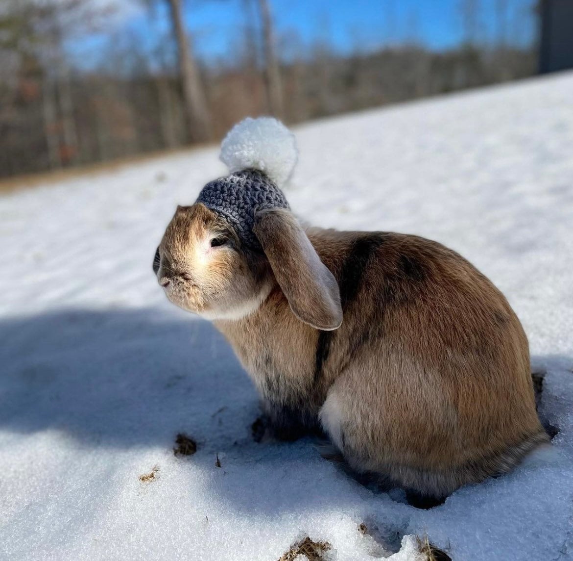 Crochet PomPom Beanie for Bunnies - RJM Customs